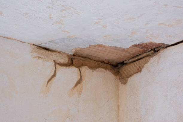Best Professional water damage repair  in Hernando, FL